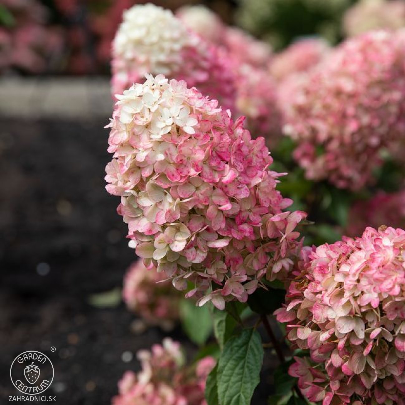 Obrázok Hortenzia metlinatá (Hydrangea paniculata) ‘LIVING RASPBERRY PINK’® by LIVING CREATIONS® - výška 20-30 cm, kont. C1,5L